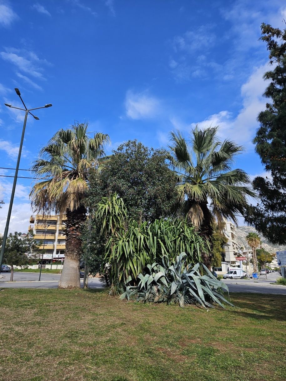Γλυφάδα: Τα κρυφά πάρκα και οι κήποι της πόλης – Ένας φοίνικας-κόσμημα σε δημοτικό πάρκο