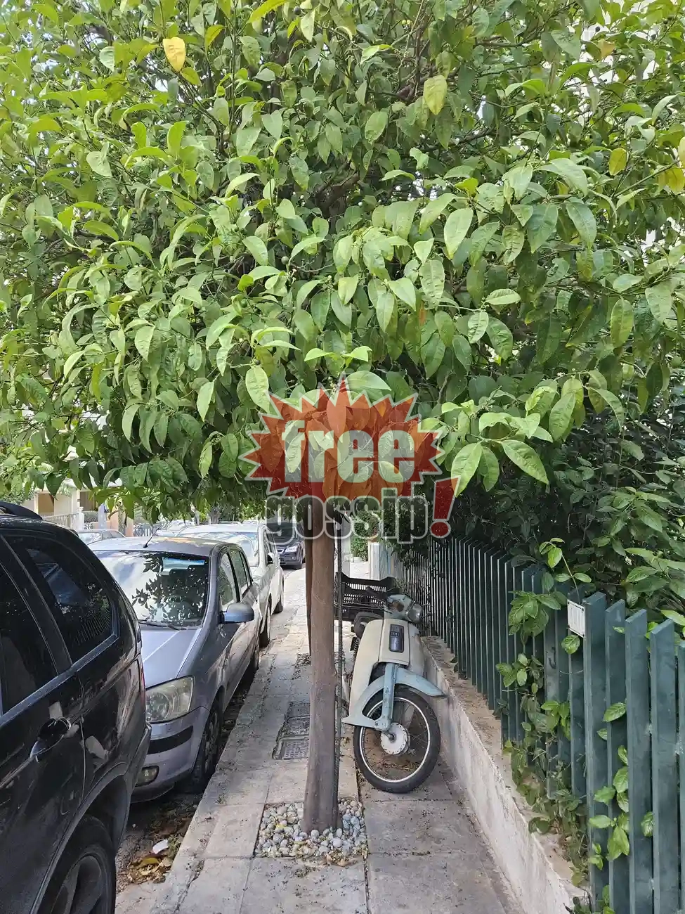 Άνω Γλυφάδα πεζοδρόμια! Το παράνομο, παράλογο που καλύπτεται πίσω από τα…δέντρα!